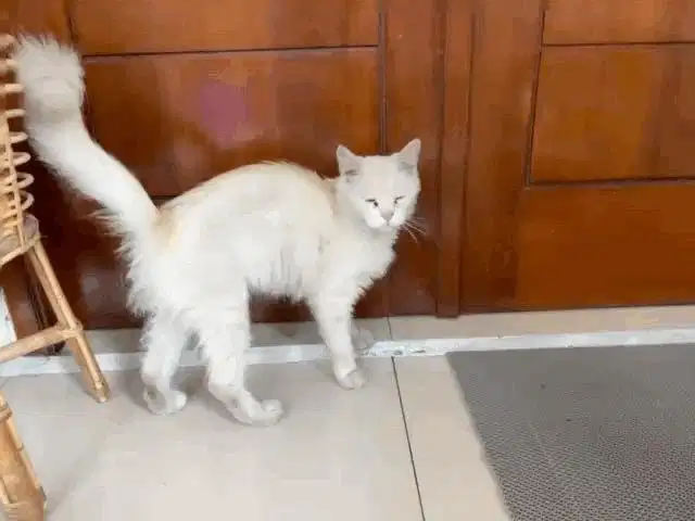 Kucing Persia Medium Satu Paket Ambil keduanya