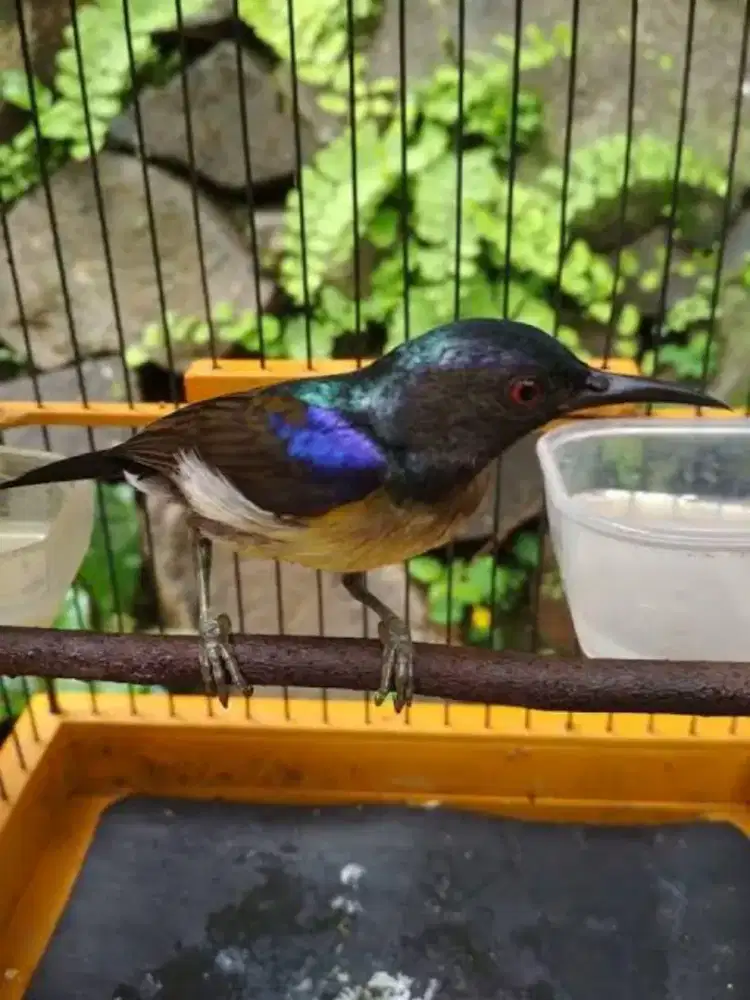 kolibri kelapa sama trucukan