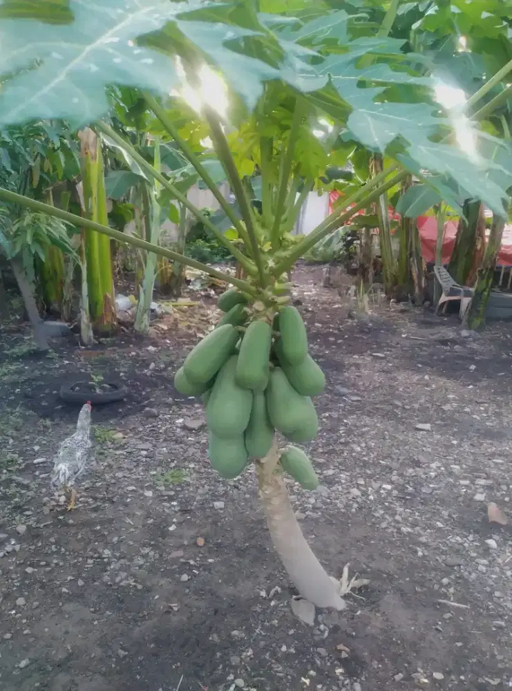 Buah California Manis