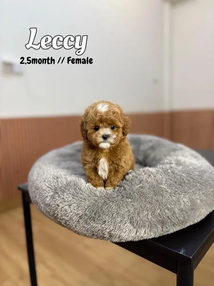 Maltipoo maltese poodle shihtzu anjing lucu kecil puppy dog pudel