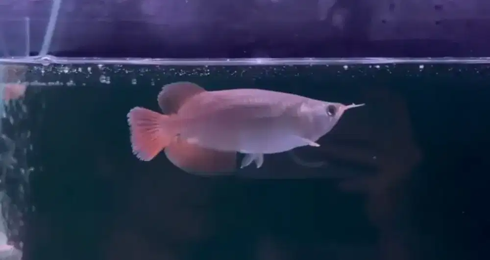 Arwana super red short body