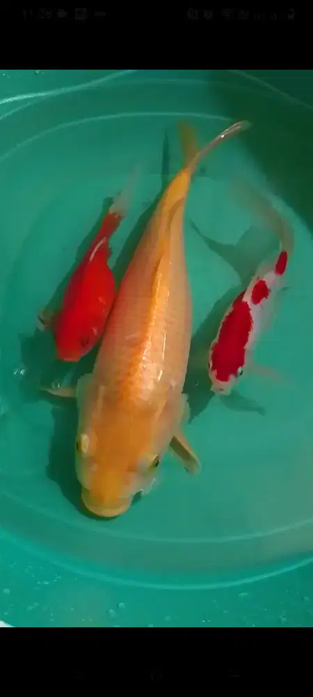 koi karasi lemon size 35cm