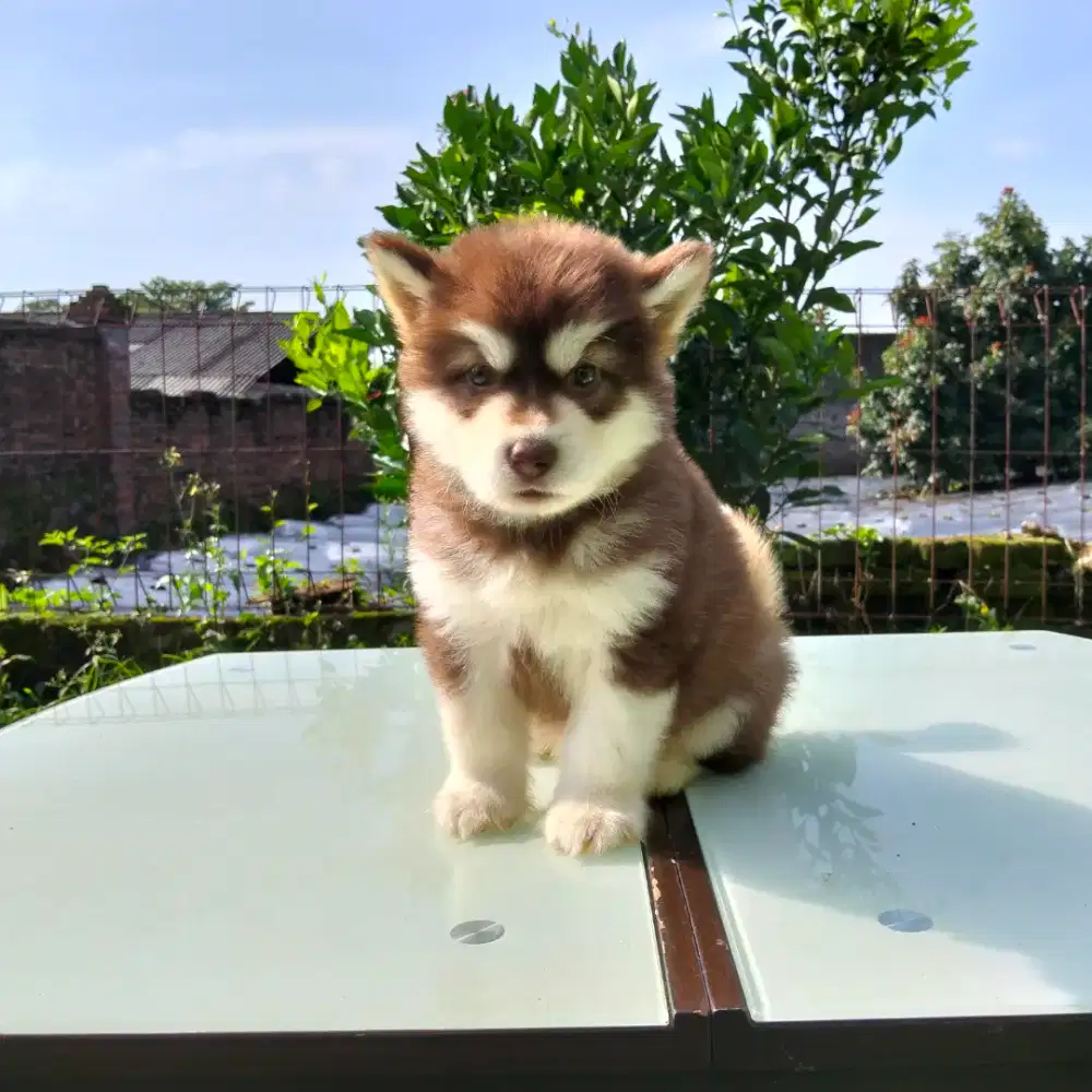 Alaskan malamute puppy murah bagus