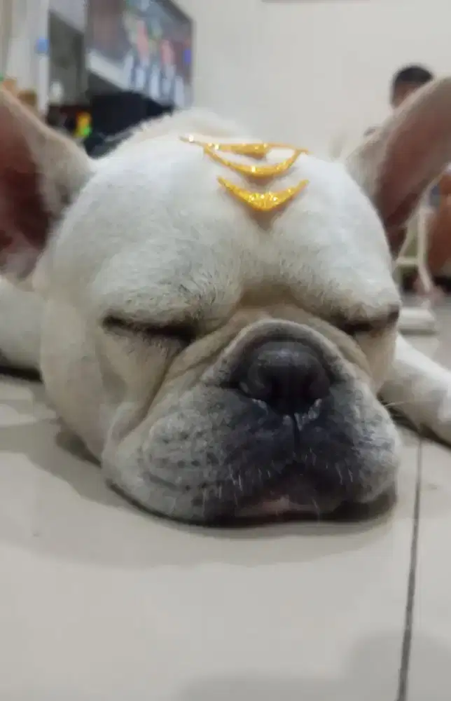 Jual French bulldog jantan