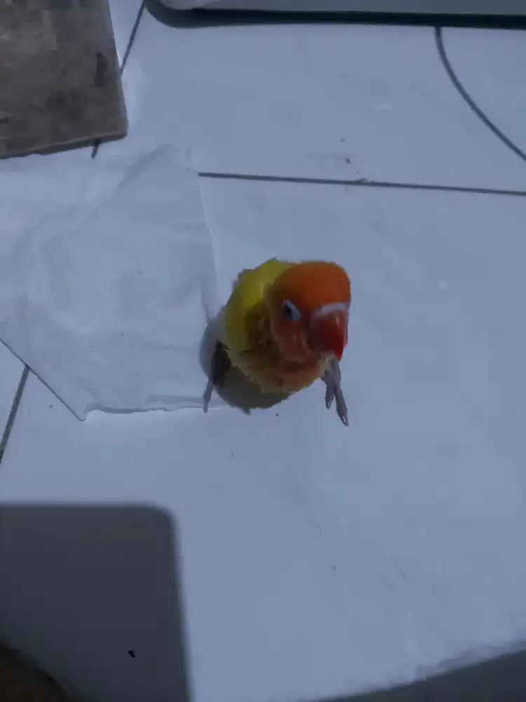 Burung love bird lolohan