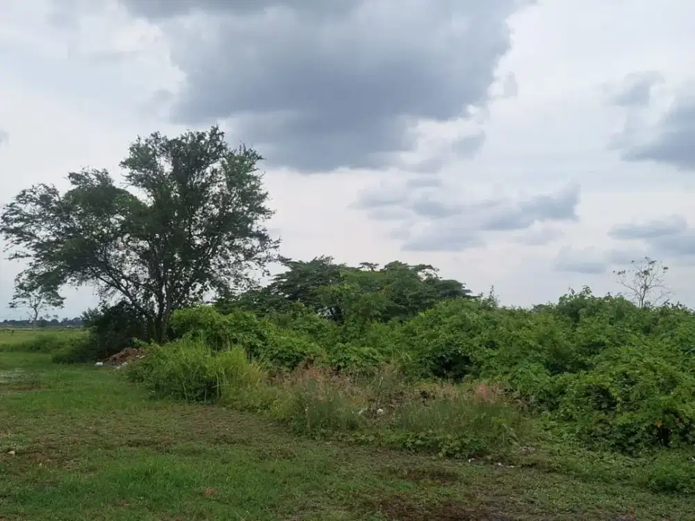 Jual Tanah 8 Hektar Full SHM di Kawasan Industri Kramat, Tegal