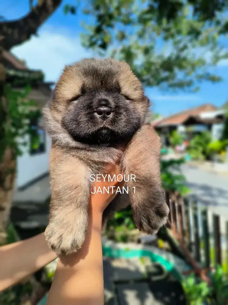 Chow-Chow High Quality