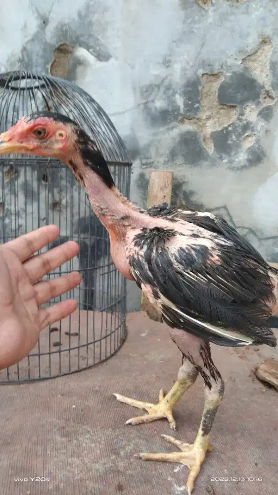 Ayam bangkok anakan bagus