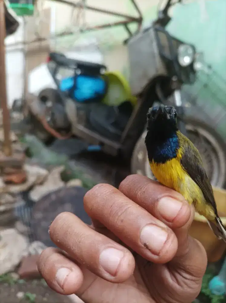 Sogon gacor dor ..harian full gacor