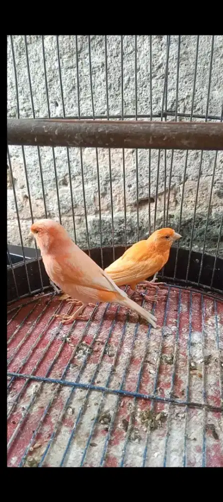 Kenari melok paud baru mutasi