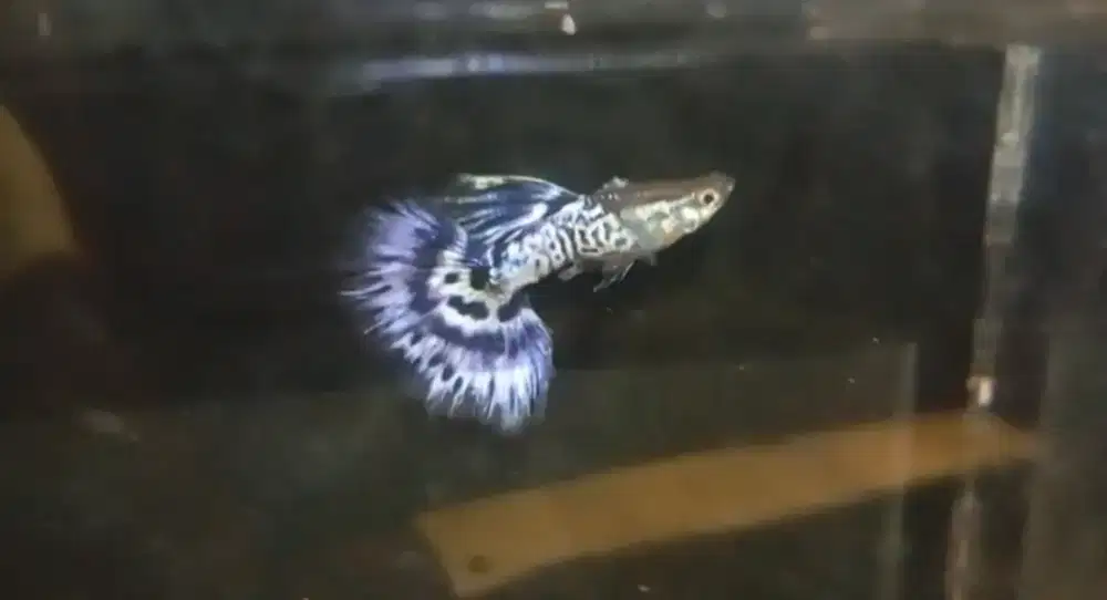 (Sepasang) Ikan snacksin blue Ivory