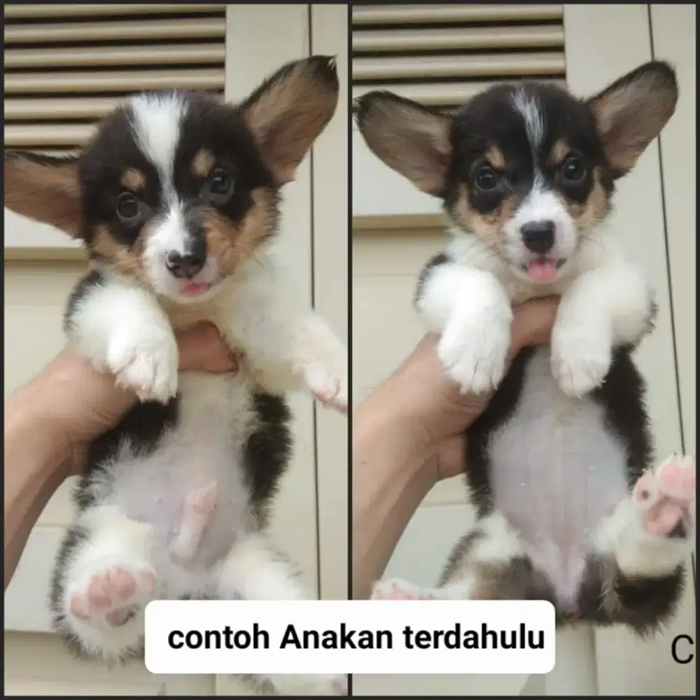 Anjing corgi sertifikat perkin