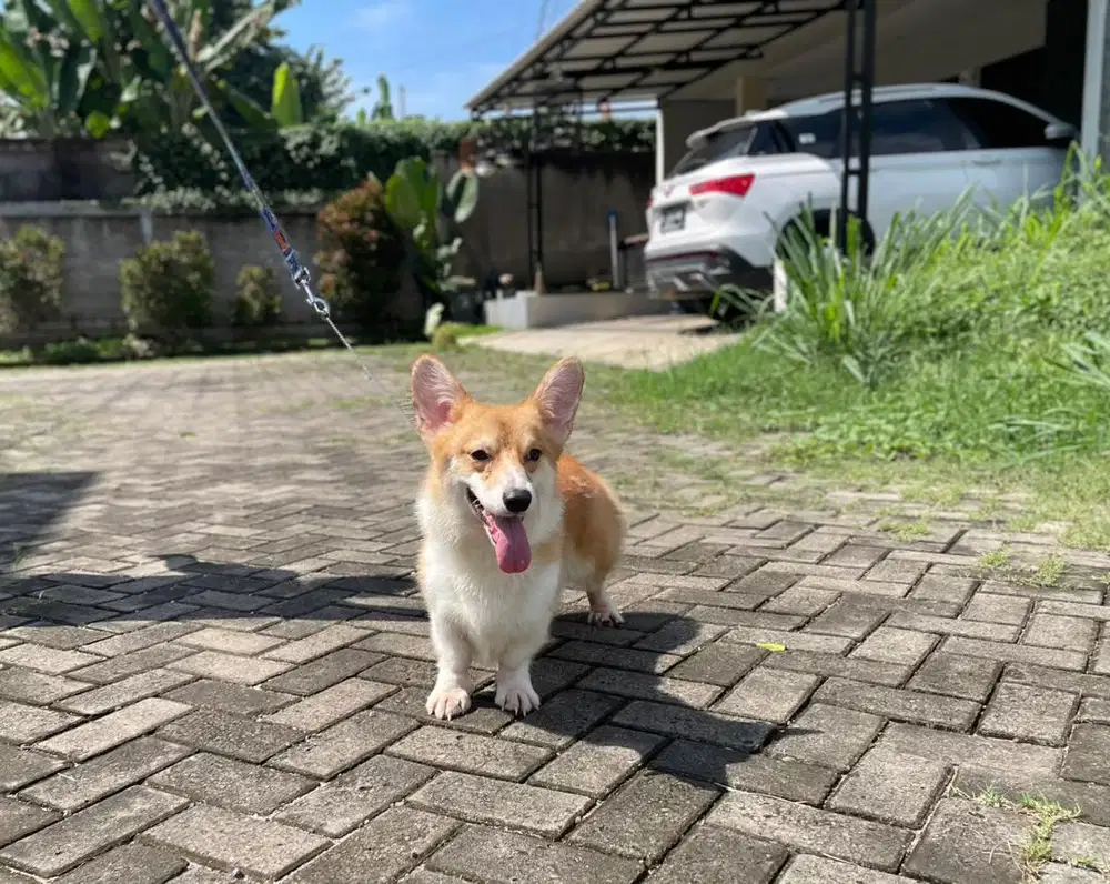 Welsh Corgi Jantan