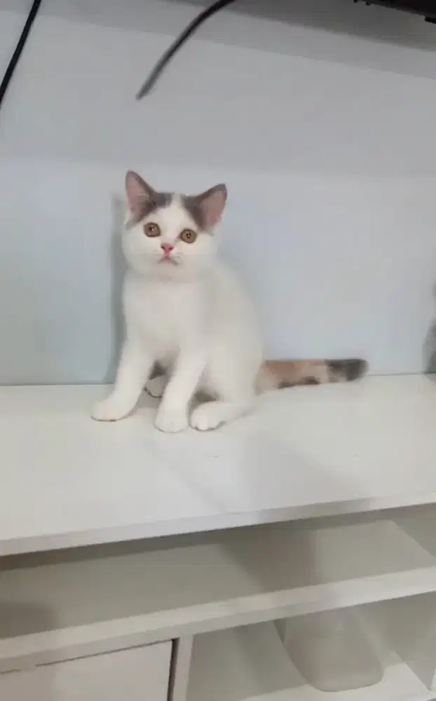 BRITISH SHORTHAIR/BSH