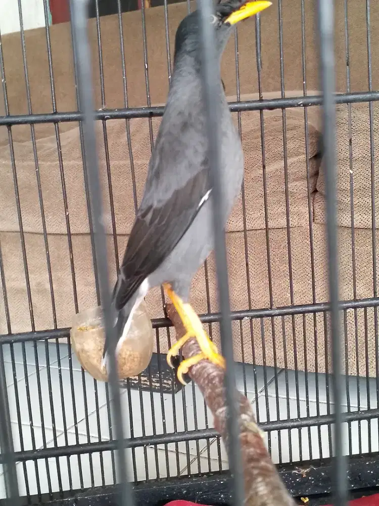 Jalak kebo mata putih fullset gacor