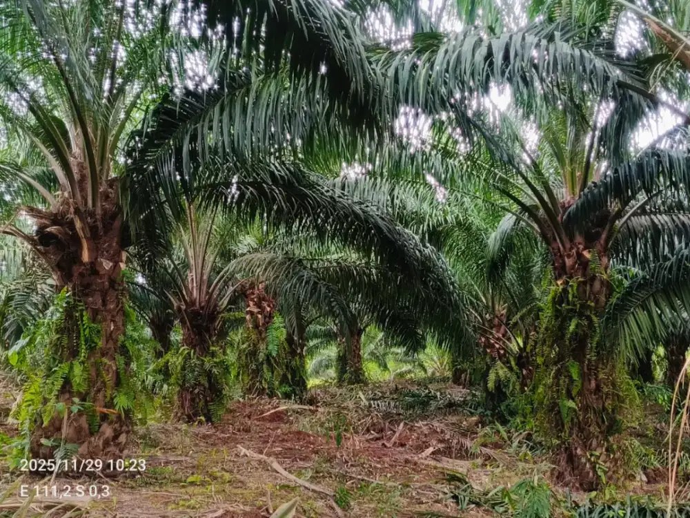 Lowongan Perkebunan Kelapa Sawit