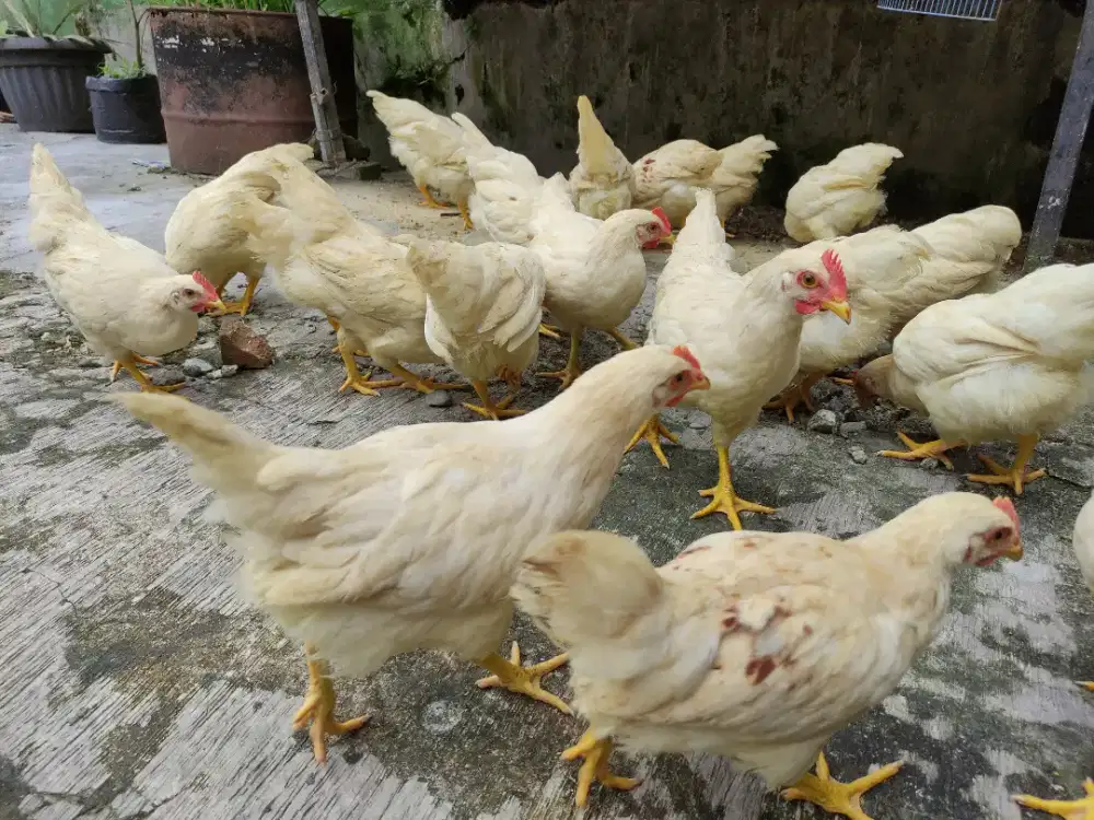 Ayam Pejantan atau Kalasan