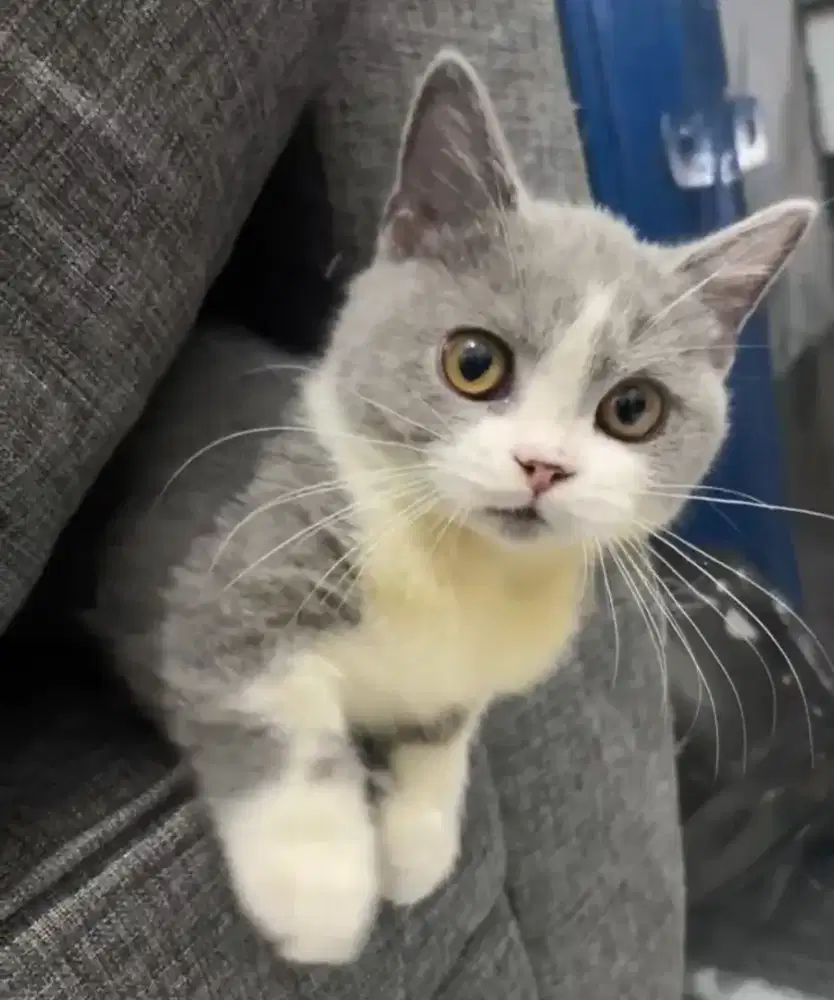 Munchkin BSH Bico Blue Kitten British Short Hair Betina Cebol