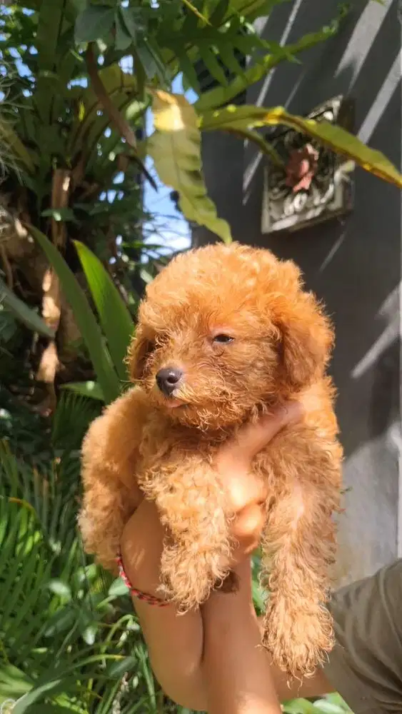 open adopt POODLE