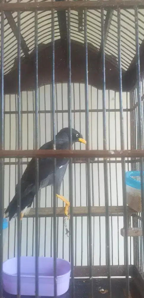 Jual burung jalak kebo mata putih.gacor dan sudah bisa ngomong