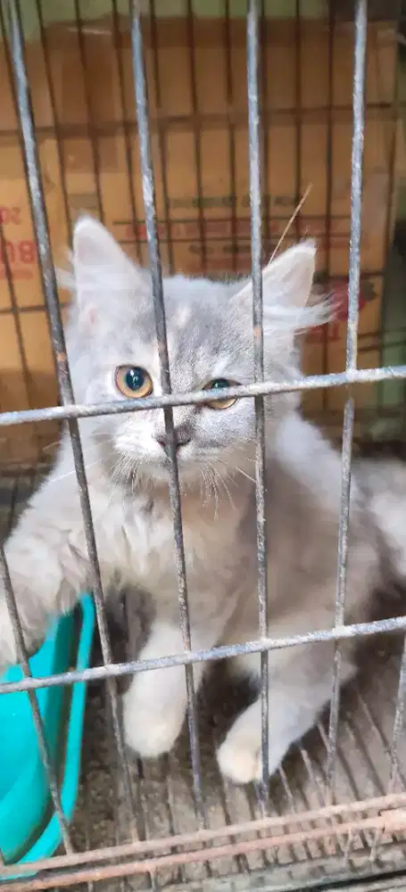 Kitten betina 3bln persia