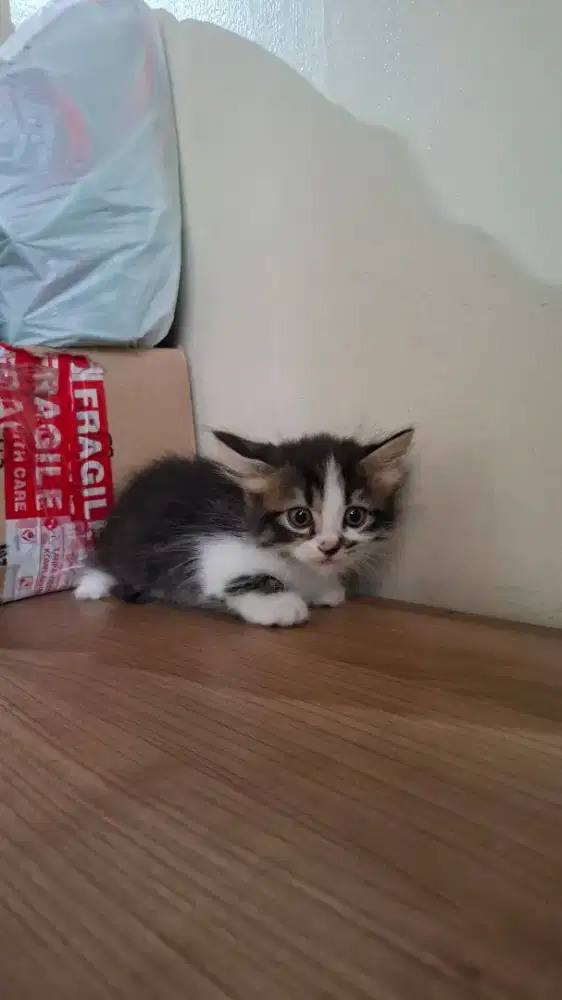 Kitten kucing cebol munchkin x bsh
