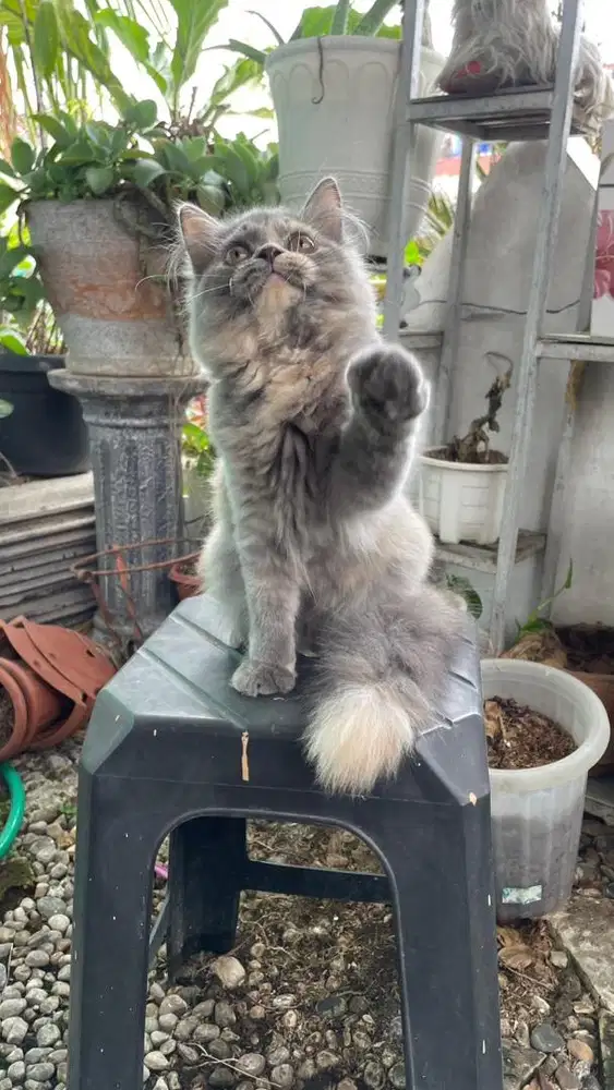 Kitten Munchkin Ns betina