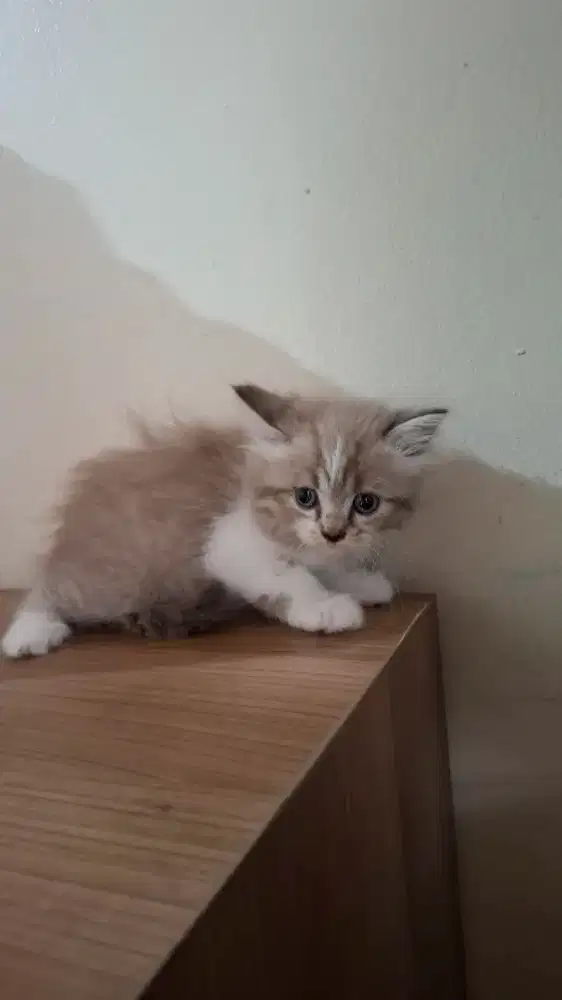 Kitten anak kucing british short hair bsh mix