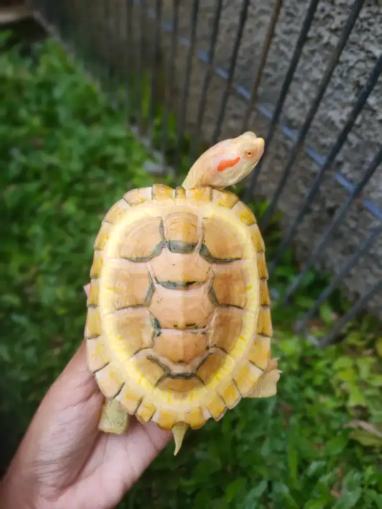 resbino 12cm cerah sehat