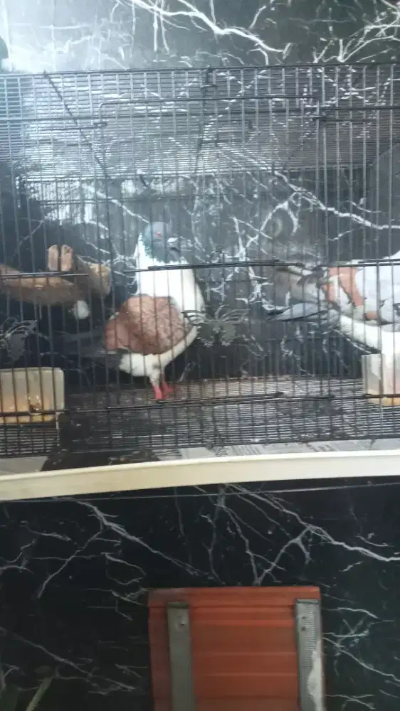 SEPASANG MERPATI AMERICA