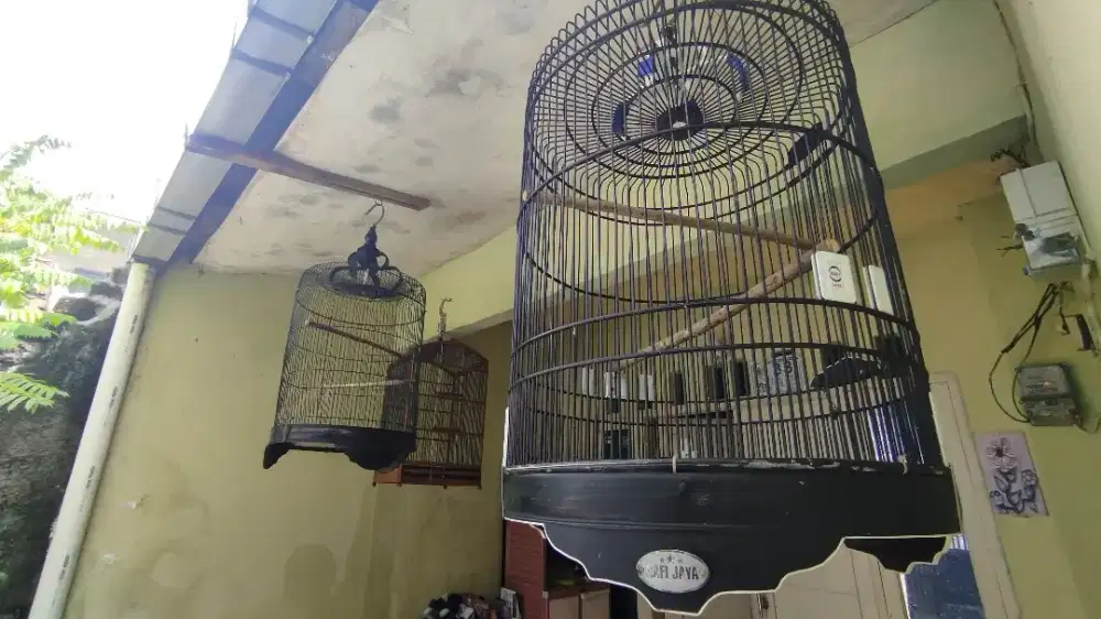 Kandang Sangkar burung borongan Murai, kotak, besi jumbo