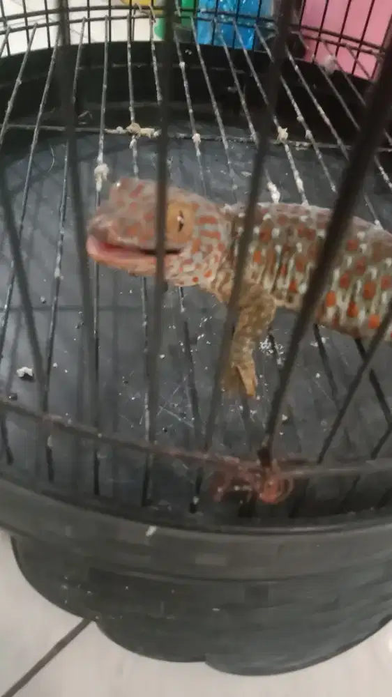 Tokek rumahan panjang 27 cm, suara agem