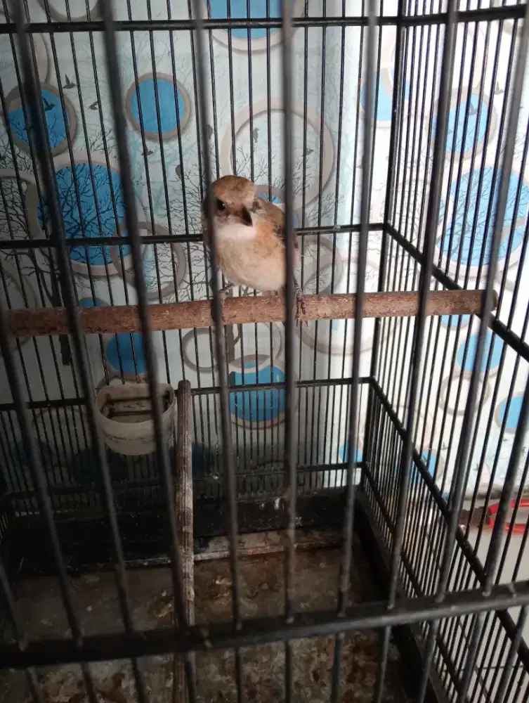 Trotol anakan burung cendet