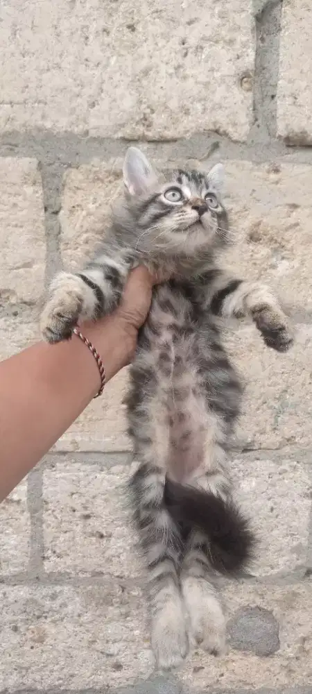 Kitten persia medium 2,5 bulan