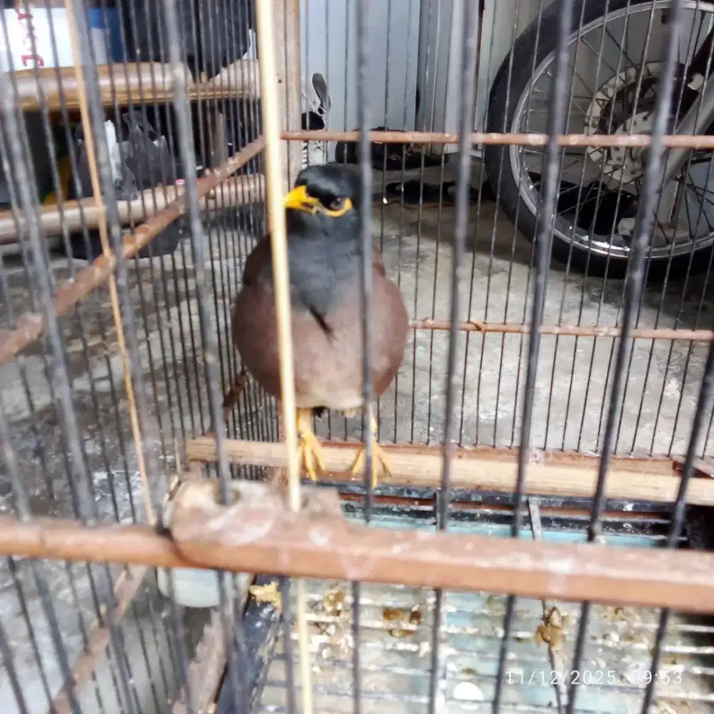 Dijual burung Jalak