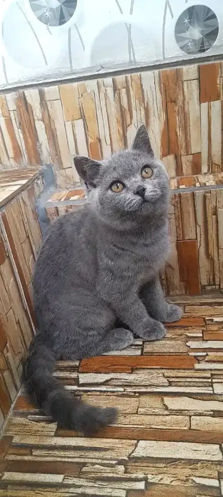 Kitten British Shorthair