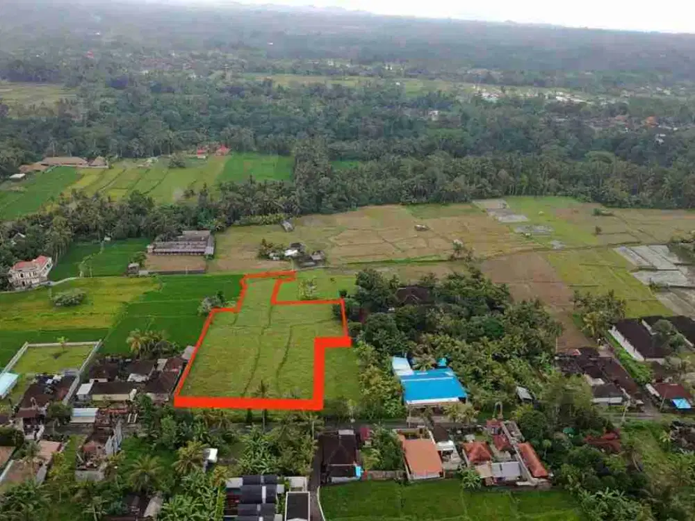 tanah murah di bawah harga BUC pinggir jalan pejeng