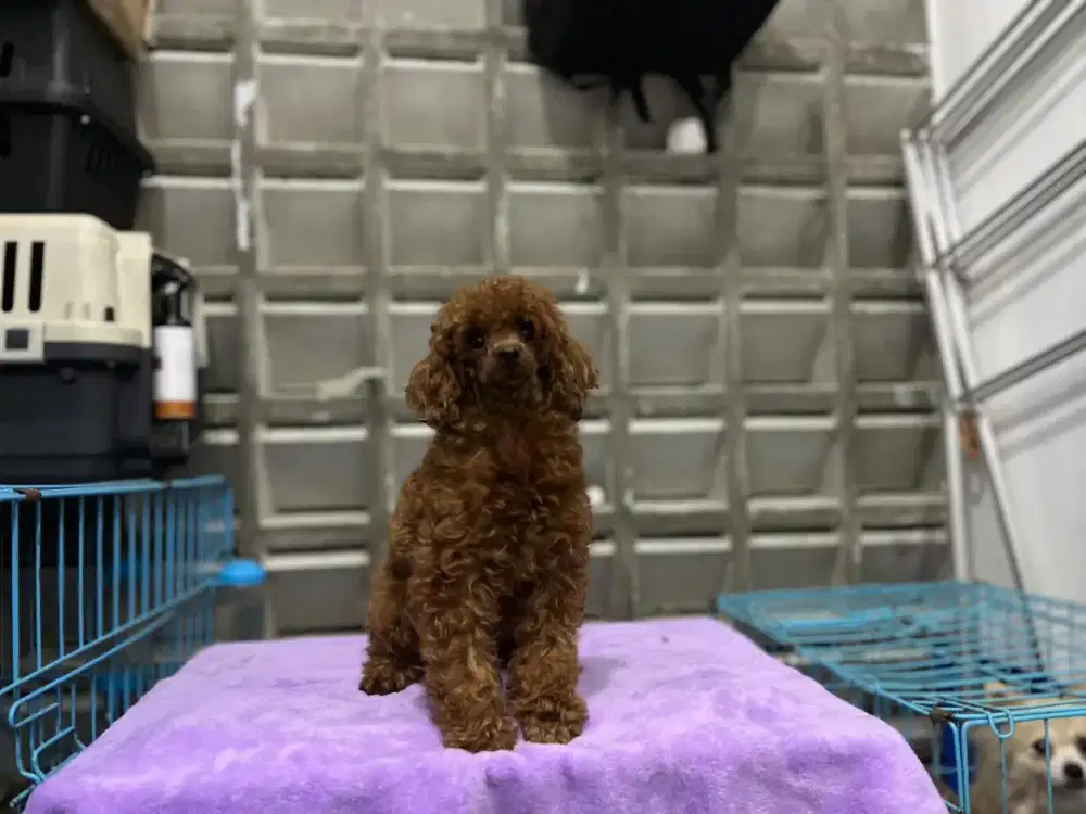 calon Indukan poodle surat lengkap