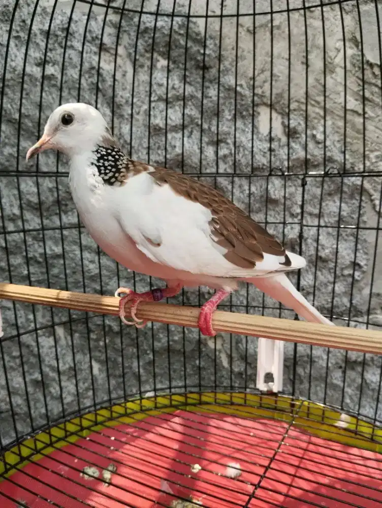 BURUNG TEKUKUR BLOROK GACOR MANGGUNG