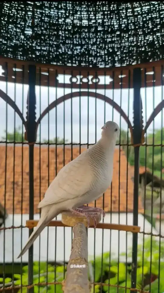 BURUNG PERKUTUT PUTIH LURIK DEWASA GACOR MANGGUNG