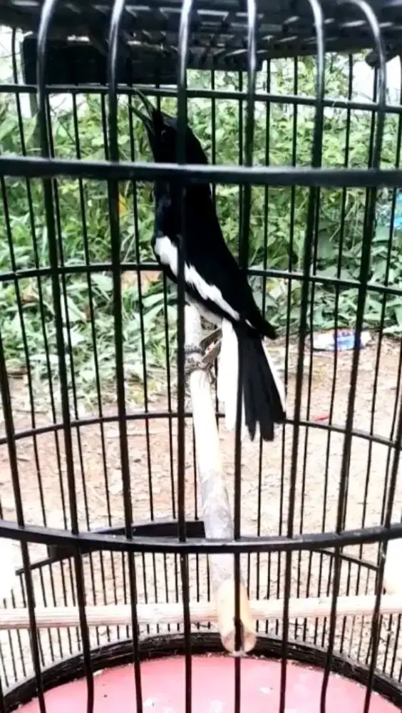 BURUNG KACER GACOR NGOBRA MEWAH