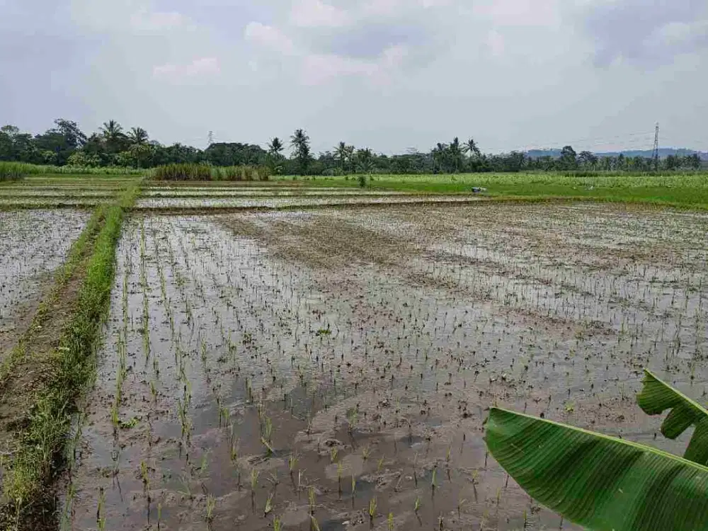 Sawah produktif pinggir jalan