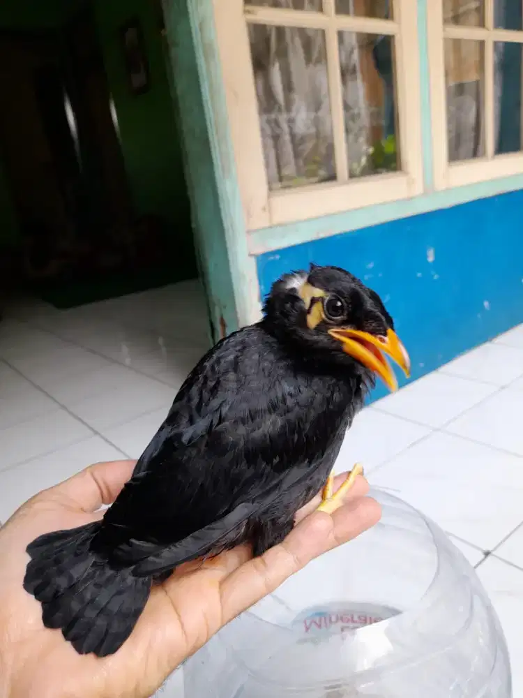 Burung anak dari lolohan