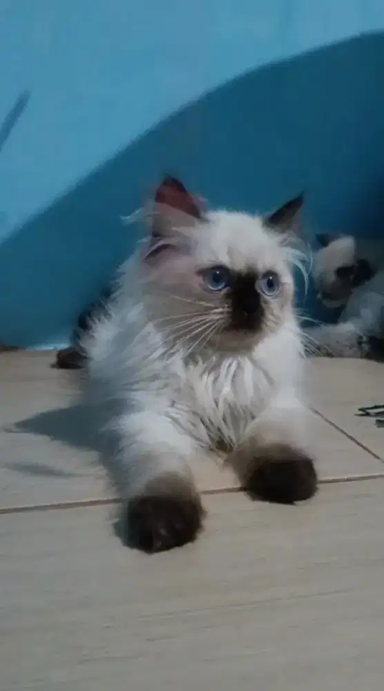 Kitten Himalaya betina