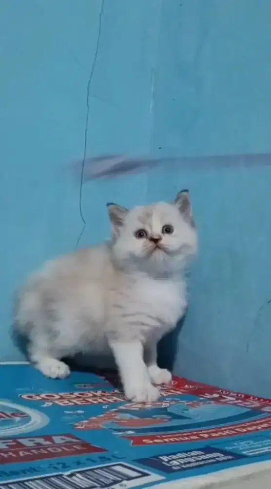 Kitten ragdolls betina