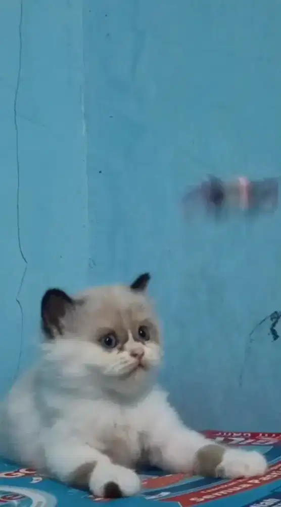 Kitten ragdolls betina