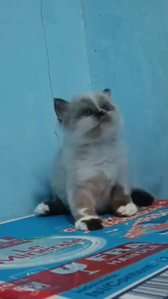 Kitten ragdolls betina