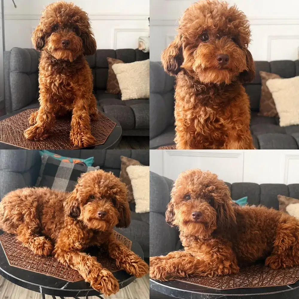 PUPPY POODLE BETINA ( warna unik ) choco red