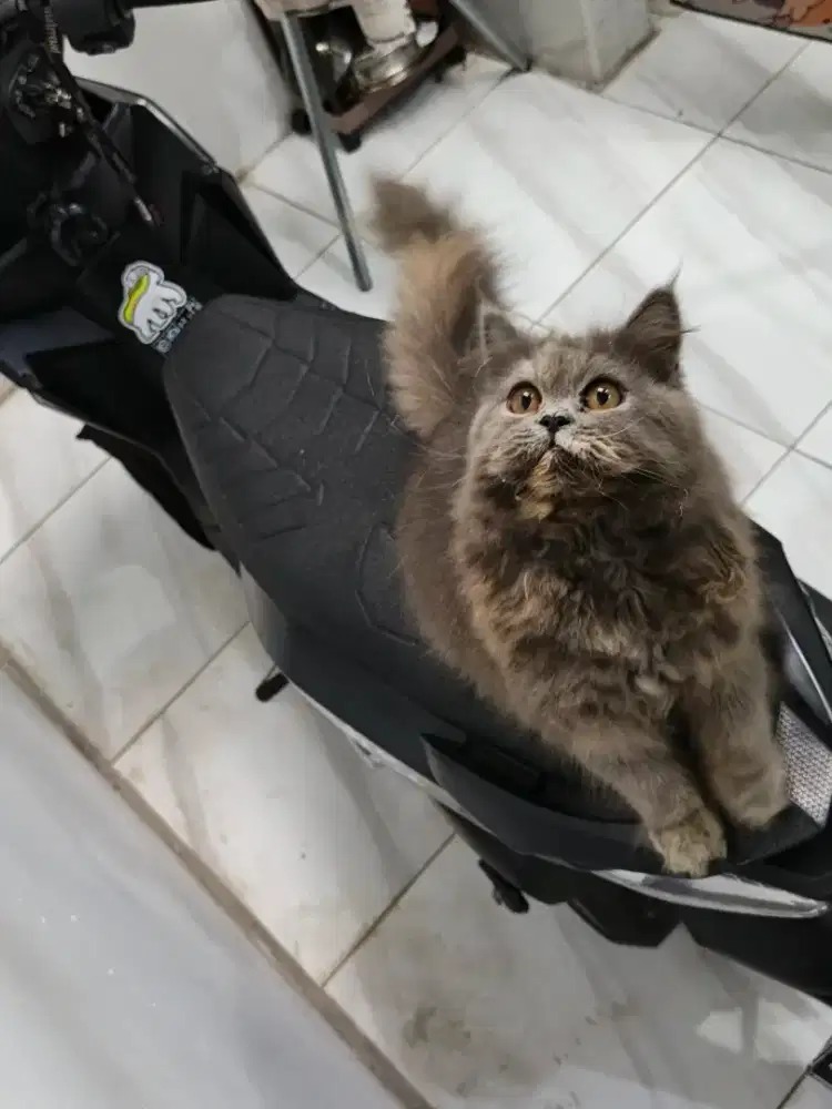 Flatnose abu betina sehat