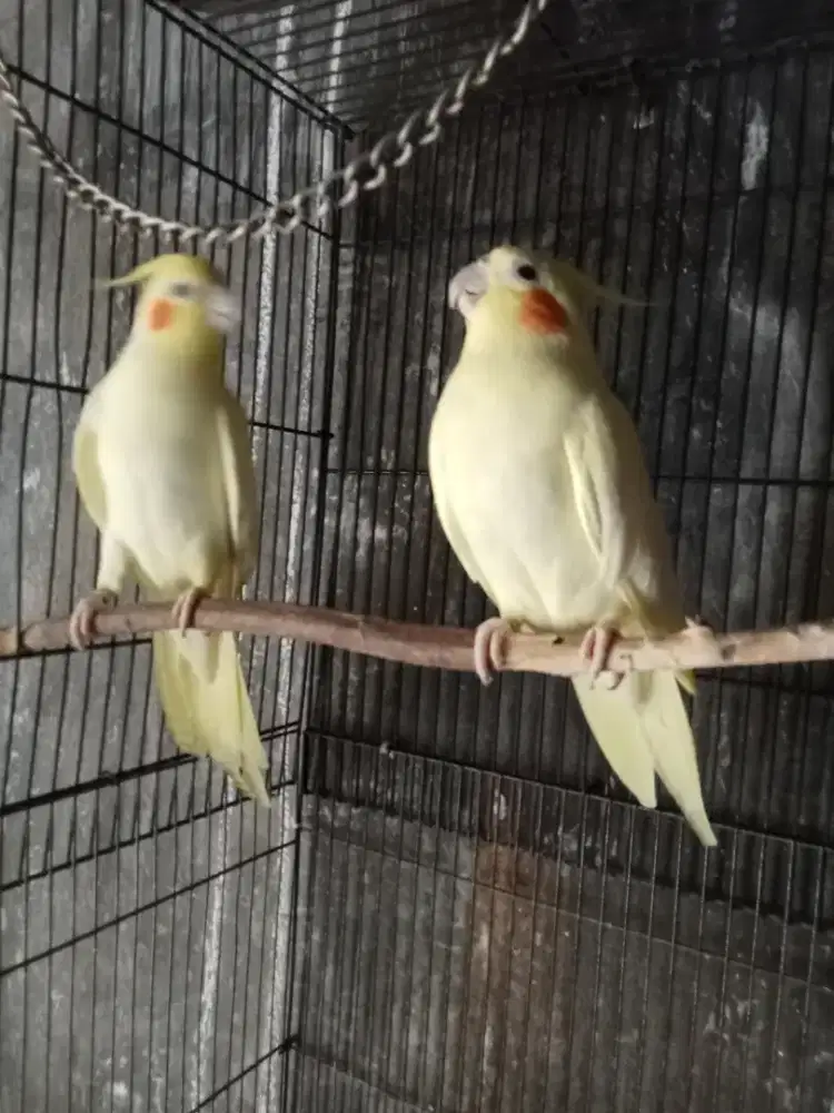 Sepasang burung falk Lutino